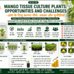 Mango tissue culture plants opportunities and challenges with high-tech nursery, mango orchard and Belha Mai FPO logo