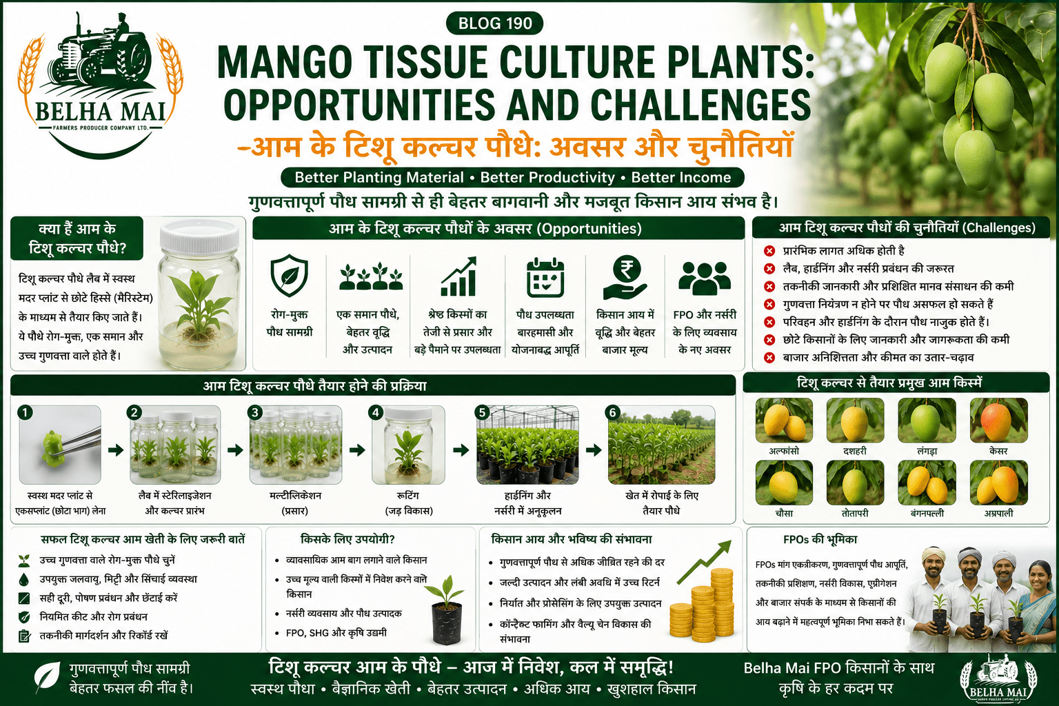 Mango tissue culture plants opportunities and challenges with high-tech nursery, mango orchard and Belha Mai FPO logo