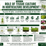 Role of tissue culture in horticulture development with healthy plants, fruit crops, high-tech nursery and Belha Mai FPO logo