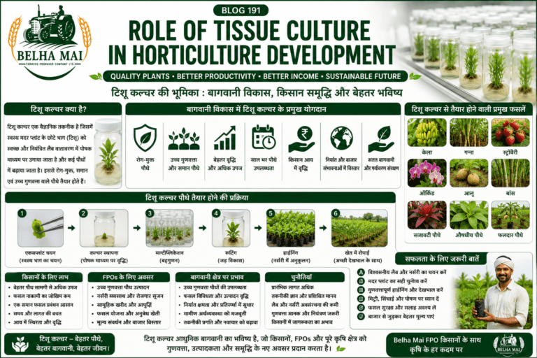Role of tissue culture in horticulture development with healthy plants, fruit crops, high-tech nursery and Belha Mai FPO logo