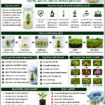 How tissue culture ensures disease-free planting material with laboratory plantlets, healthy plants, high-tech nursery and Belha Mai FPO logo