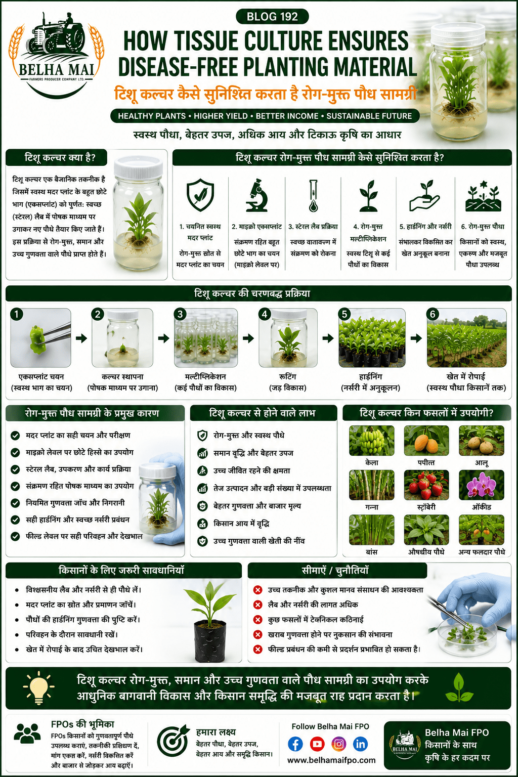 How tissue culture ensures disease-free planting material with laboratory plantlets, healthy plants, high-tech nursery and Belha Mai FPO logo