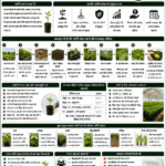 Nursery management practices for fruit plants with healthy seedlings, high-tech nursery and Belha Mai FPO logo