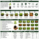 How quality planting material increases yield with healthy plants, strong roots, high-tech nursery and Belha Mai FPO logo