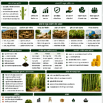 Bamboo cultivation opportunities in India with bamboo plantation, farmer income, agroforestry and Belha Mai FPO logo