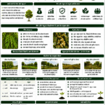 Neem and mahua plantation for rural income with tree-based farming, agroforestry, farmer livelihood and Belha Mai FPO logo