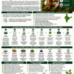 Carbon credit opportunities in Indian agriculture explained for farmers and FPOs with soil carbon, DSR, crop residue management, agroforestry and climate finance