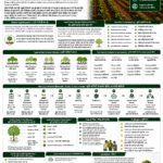 Agroforestry and carbon credit income explained for farmers and FPOs with tree plantation, biomass carbon, soil health, verification and climate finance