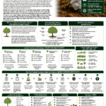 Tree plantation and carbon farming for farmers explained with tree carbon storage, soil health, agroforestry, FPO role, verification and carbon credit income