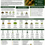 Organic farming and carbon credit opportunities explained for farmers and FPOs with composting, soil carbon, bio-inputs, verification and climate finance