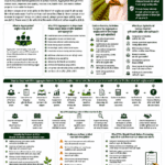 Can FPOs aggregate farmers for carbon credits explained with farmer aggregation, MRV, data collection, carbon project developers, certification, buyer linkage and revenue sharing