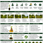 Economic benefits of tree-based farming with trees, crops, farmer income, agroforestry and Belha Mai FPO logo